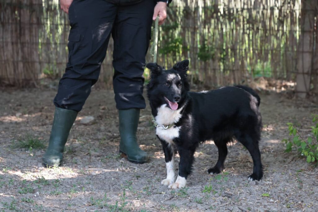 Fellfreunde Ich warte. Ich werde nicht aufhören zu wedeln.
