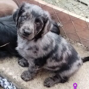 Fellfreunde Hundevermittlung, Adoption Hund, Tiervermittlung