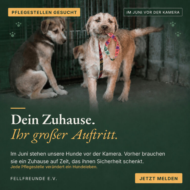 Fellfreunde Start 16 Fellfreunde Start