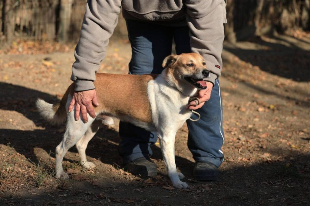 Fellfreunde Toffee hat alles, was ein Herzenshund braucht. Nur seine Menschen fehlen noch. 1 Fellfreunde Toffee hat alles, was ein Herzenshund braucht. Nur seine Menschen fehlen noch.