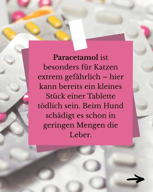 Fellfreunde Finger weg von der Hausapotheke – gut gemeint ist nicht immer gut gemacht!