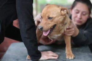 Fellfreunde Hundevermittlung, Adoption Hund, Tiervermittlung 1 Fellfreunde Hundevermittlung, Adoption Hund, Tiervermittlung