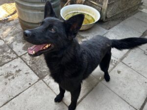 Fellfreunde Hundevermittlung, Adoption Hund, Tiervermittlung